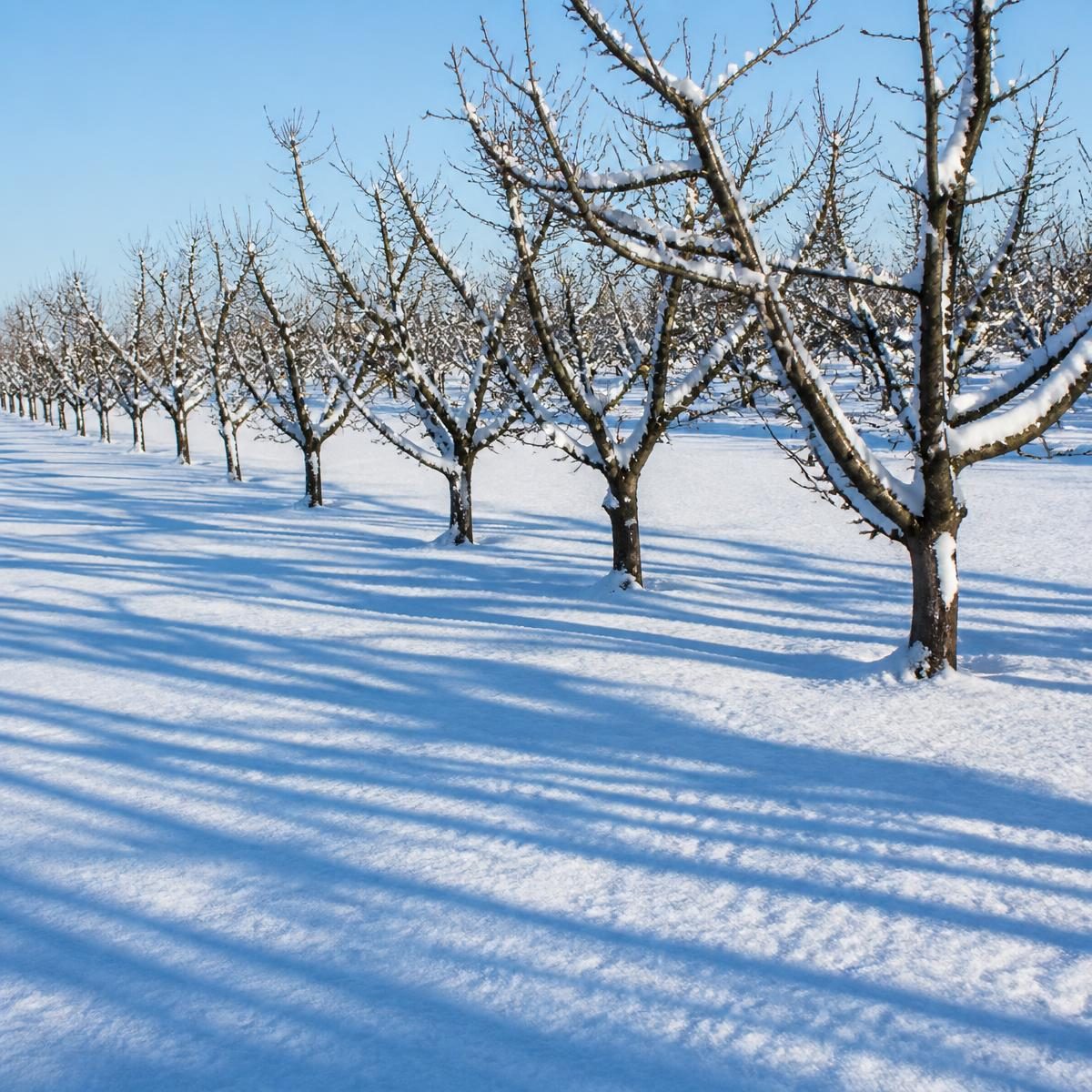 Photograph for the word „зима“ (winter)