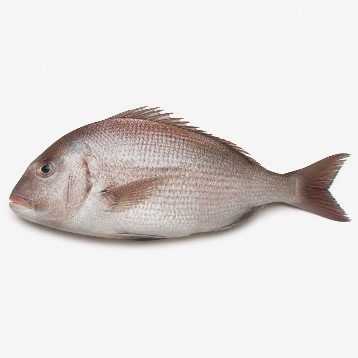 Photograph for the word „риба“ (fish)