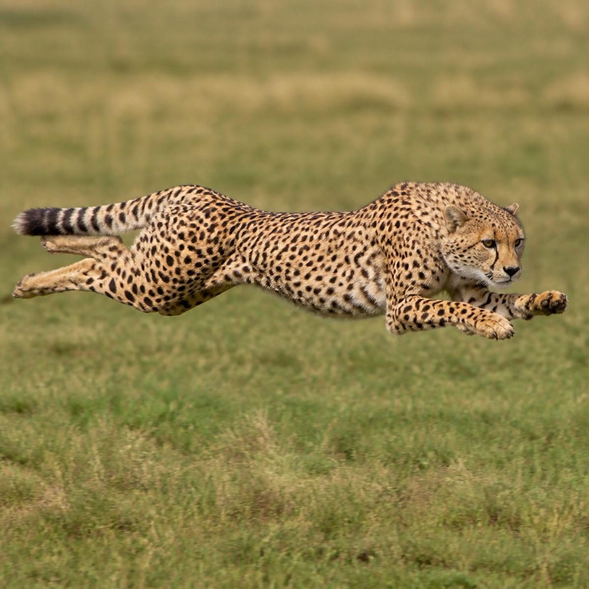 Photograph for the word „брз“ (fast, quick)