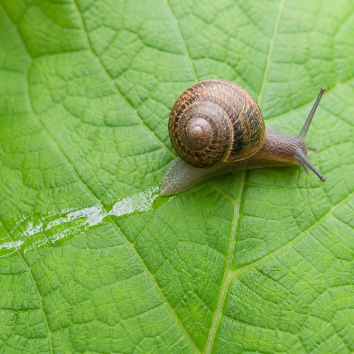 Photograph for the word „спор“ (slow)
