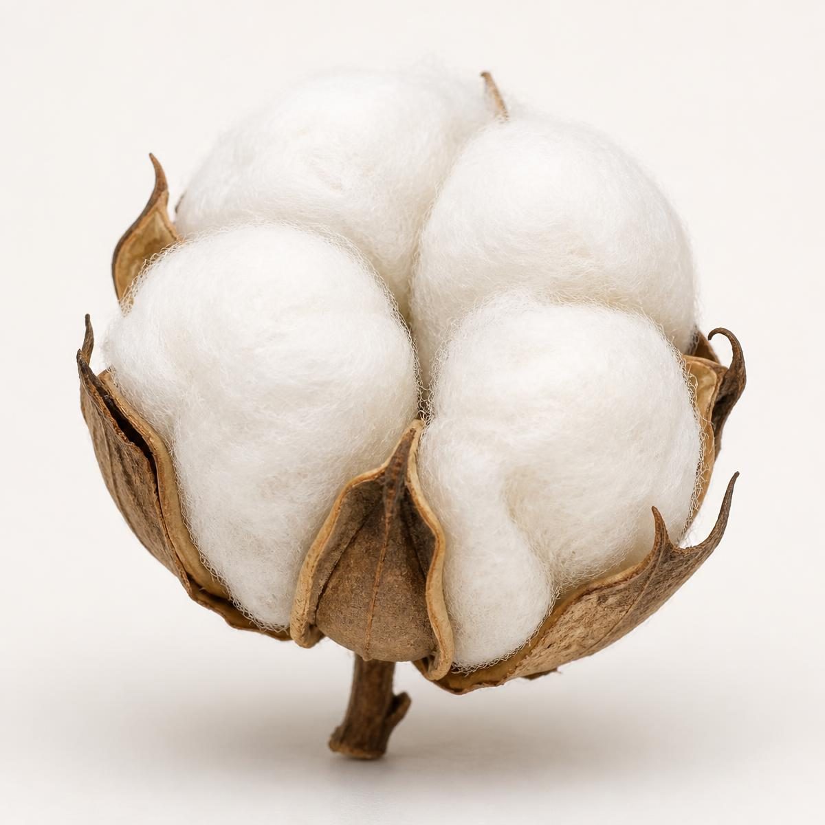 Photograph for the word „памук“ (cotton)