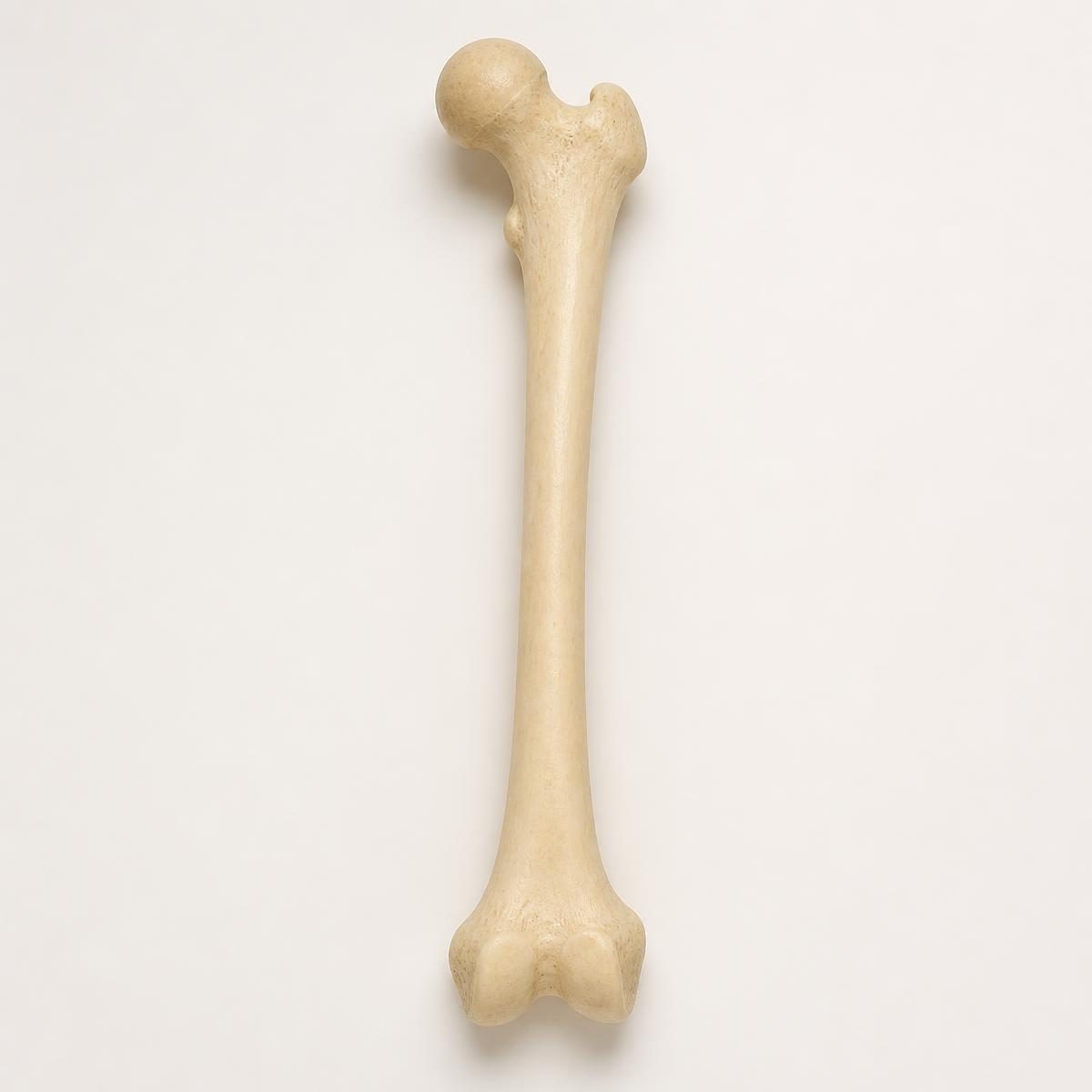 Photograph for the word „кост“ (bone)