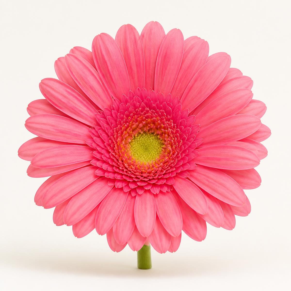 Photograph for the word „цвет“ (flower)