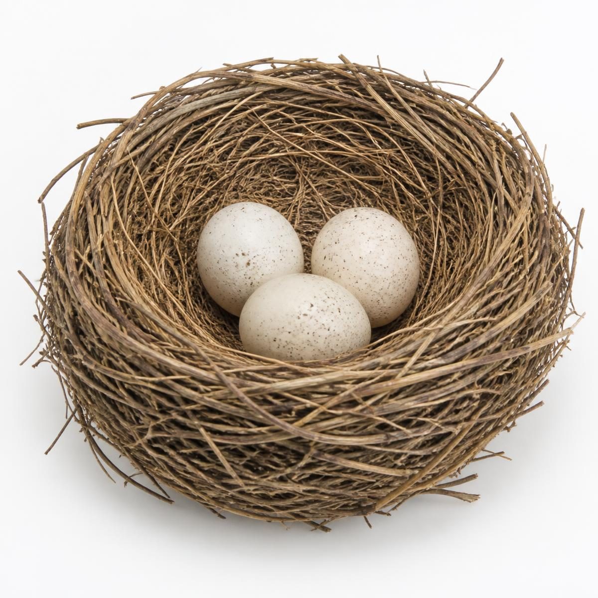 Photograph for the word „гнездо“ (nest)