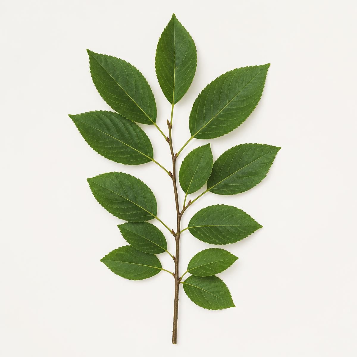 Photograph for the word „грана“ (branch)