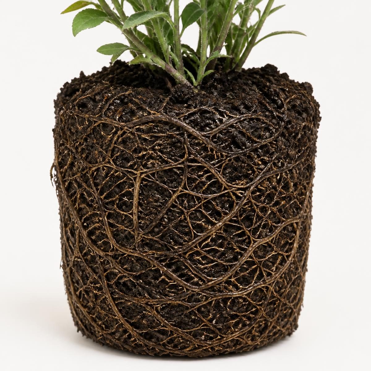 Photograph for the word „корен“ (root)