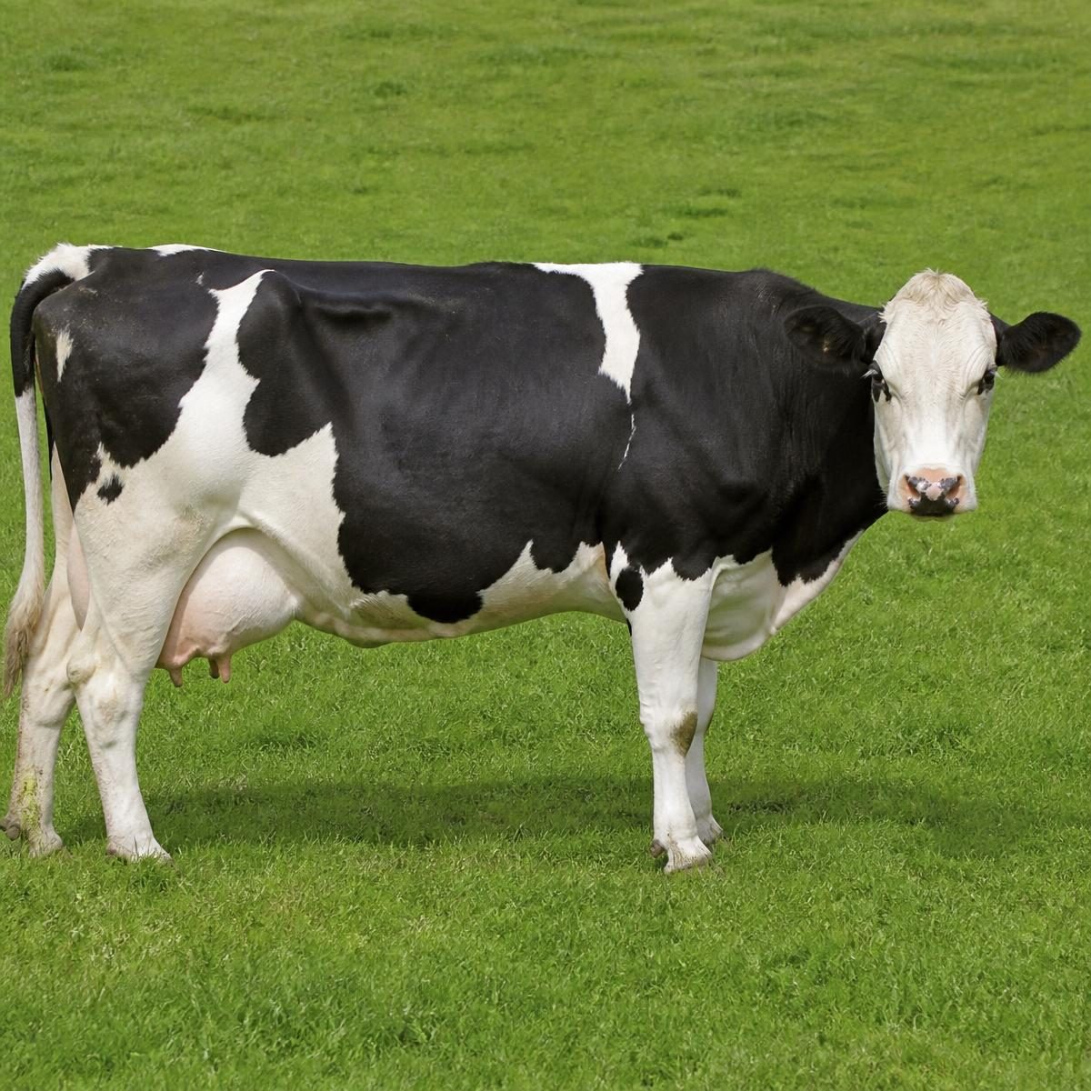 Photograph for the word „крава“ (cow)