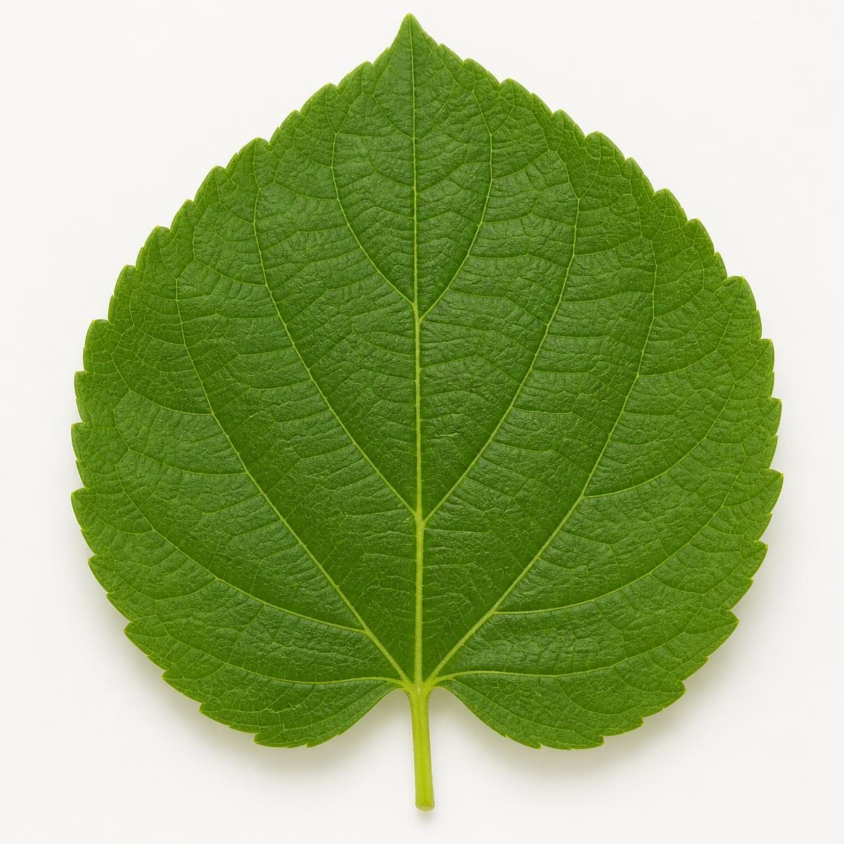 Photograph for the word „лист“ (leaf)