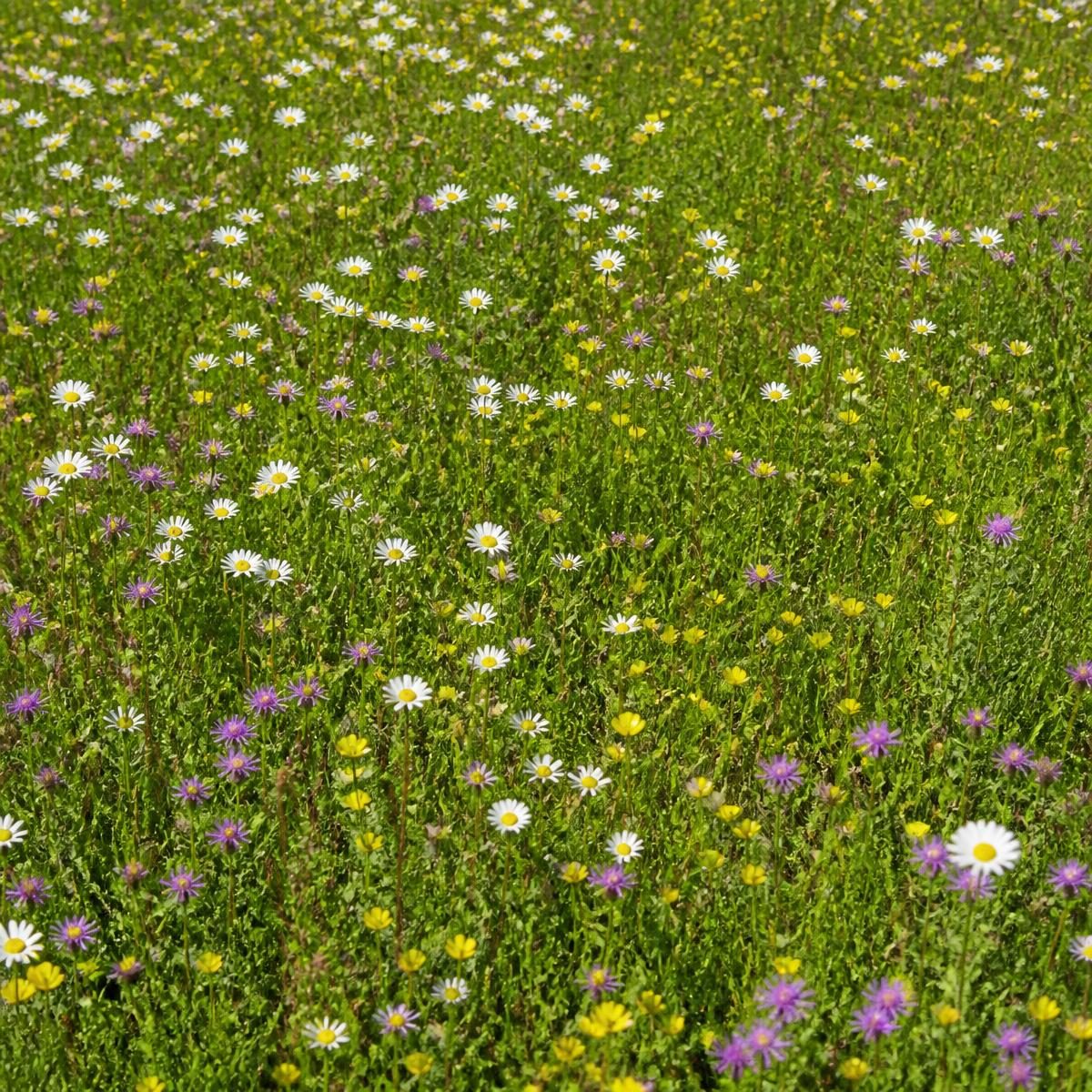 Photograph for the word „ливада“ (meadow)