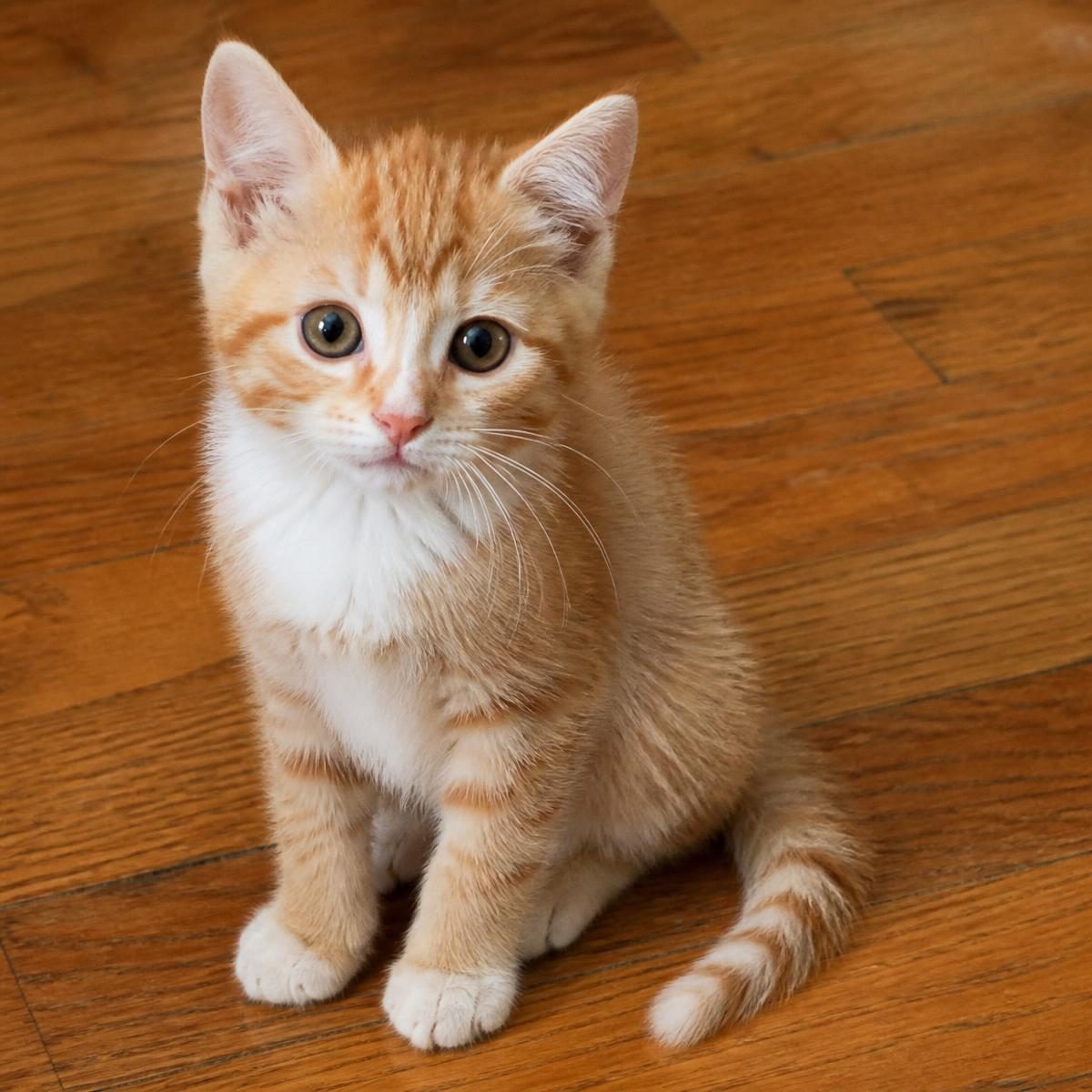 Photograph for the word „маче“ (kitten)