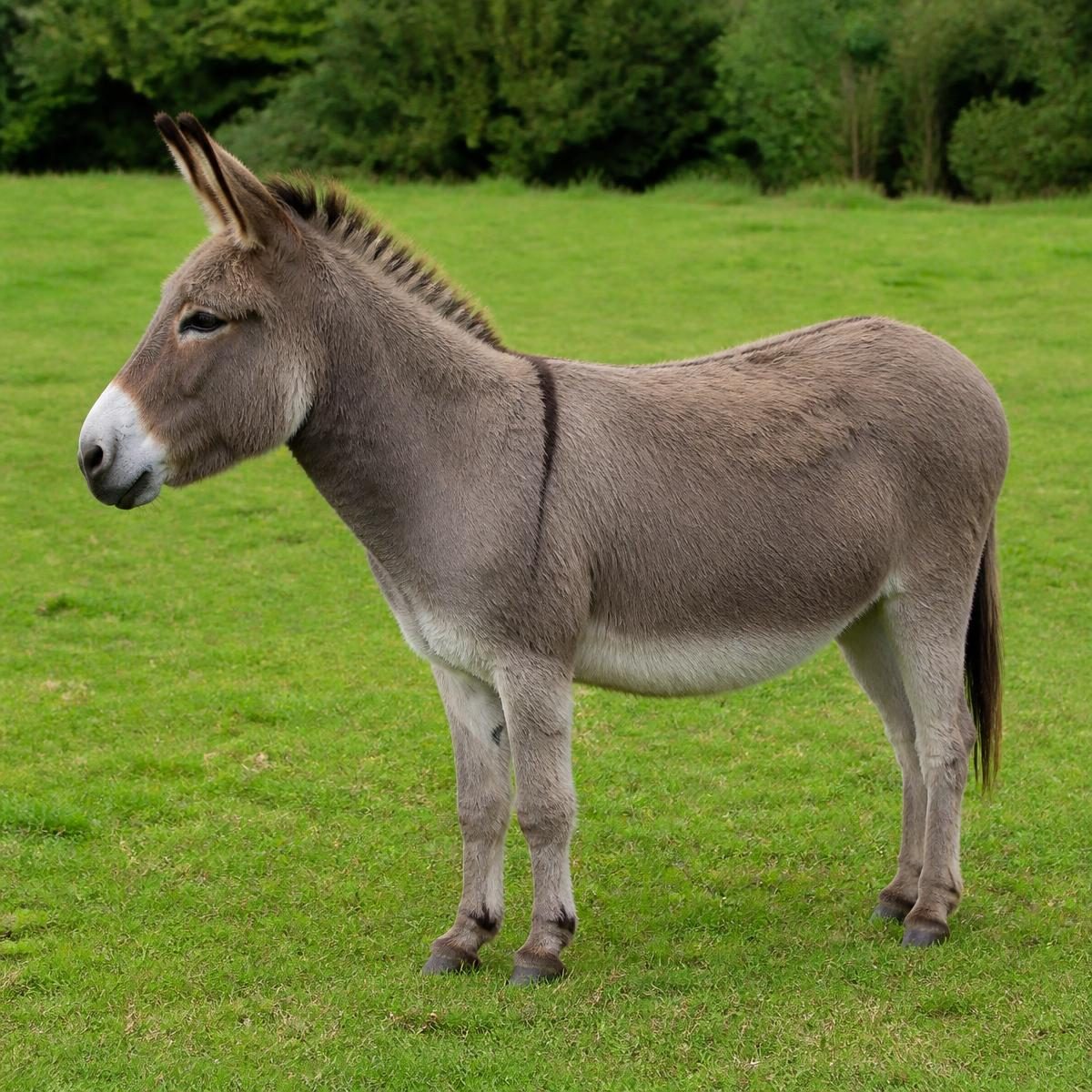 Photograph for the word „магарац“ (donkey)