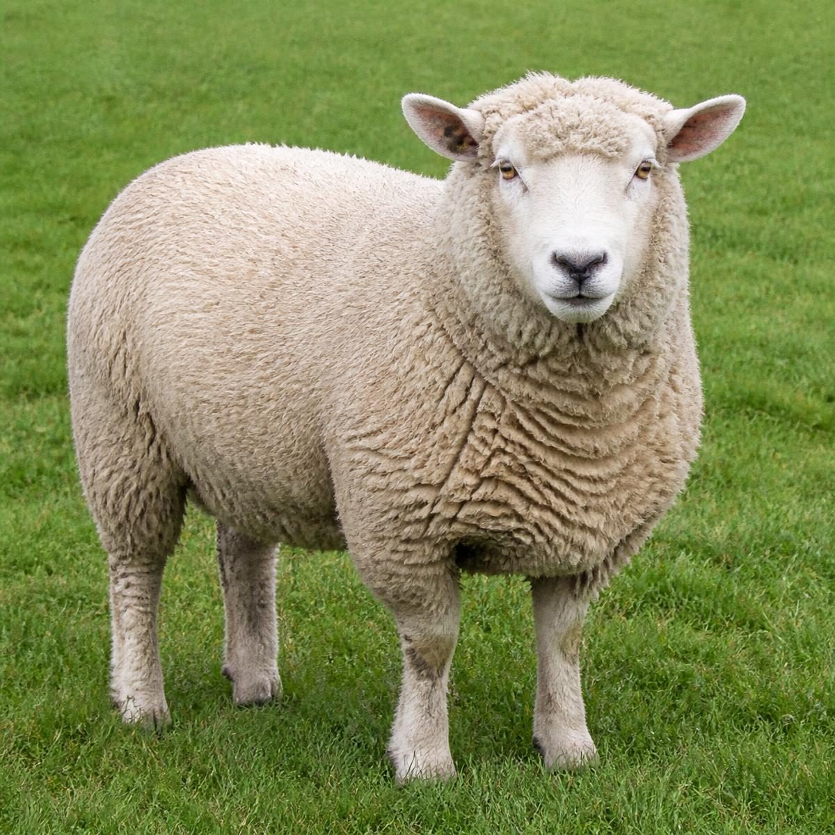 Photograph for the word „овца“ (sheep)