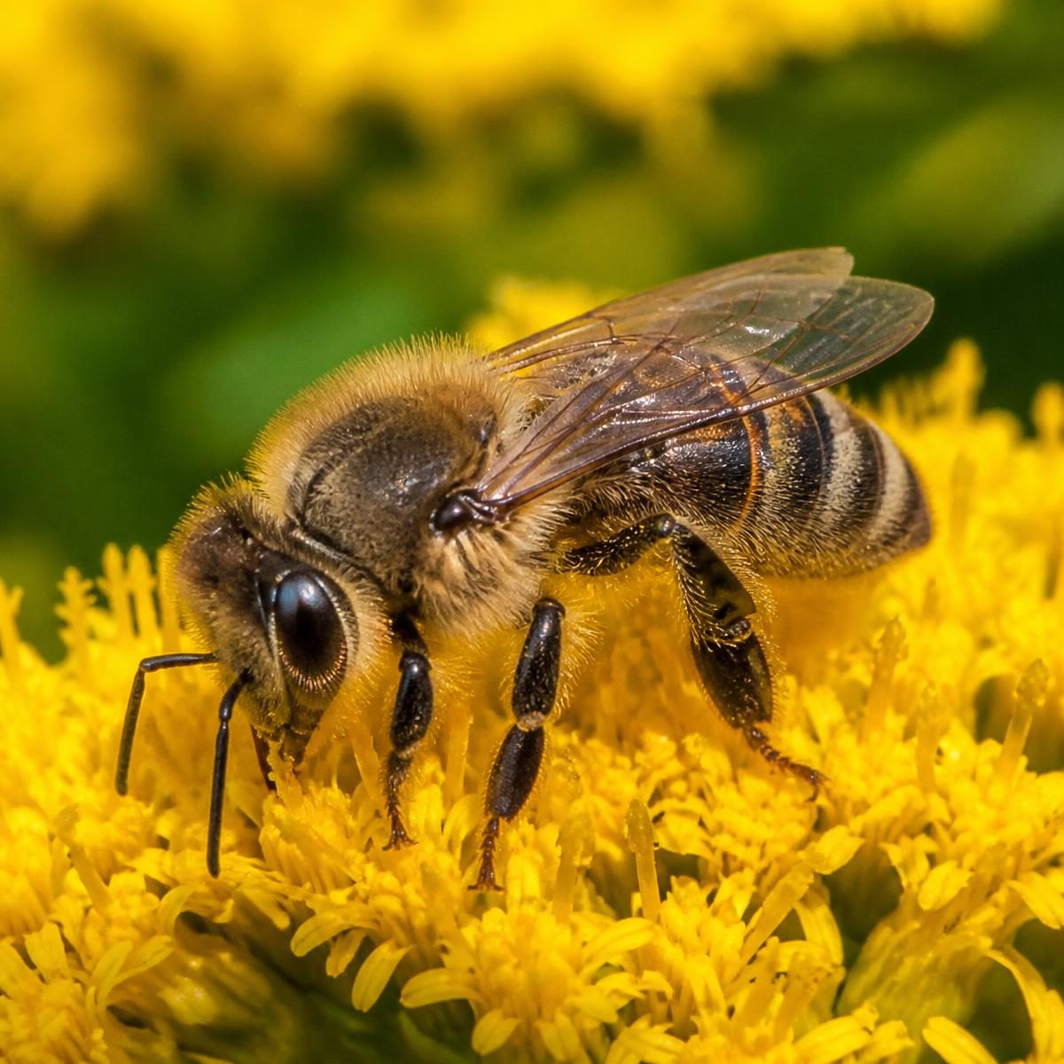 Photograph for the word „пчела“ (bee)