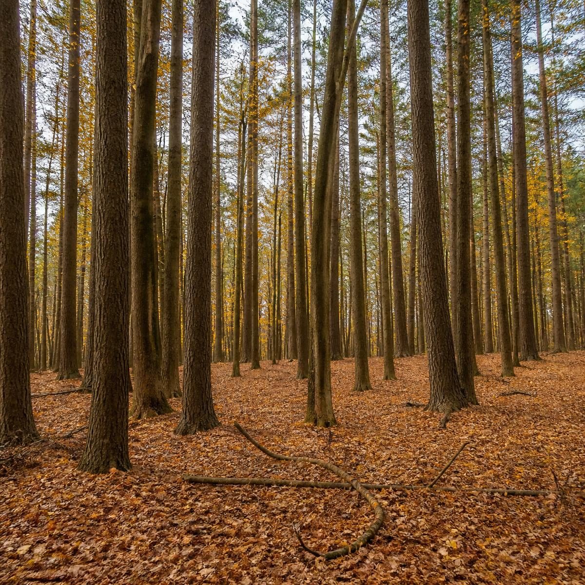 Photograph for the word „шума“ (forest)