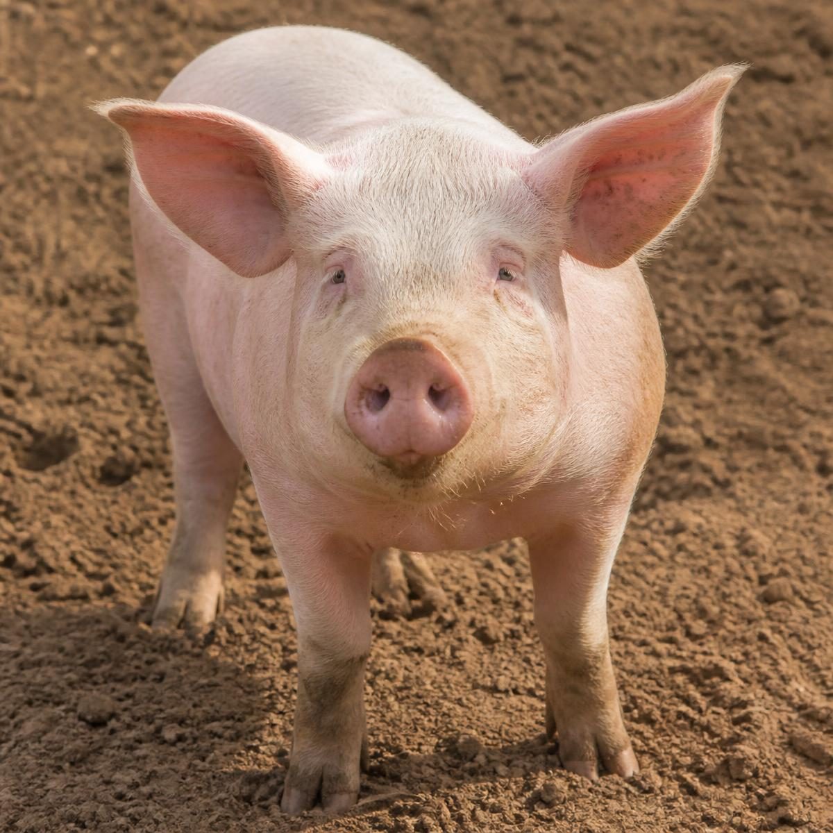 Photograph for the word „свиња“ (pig)