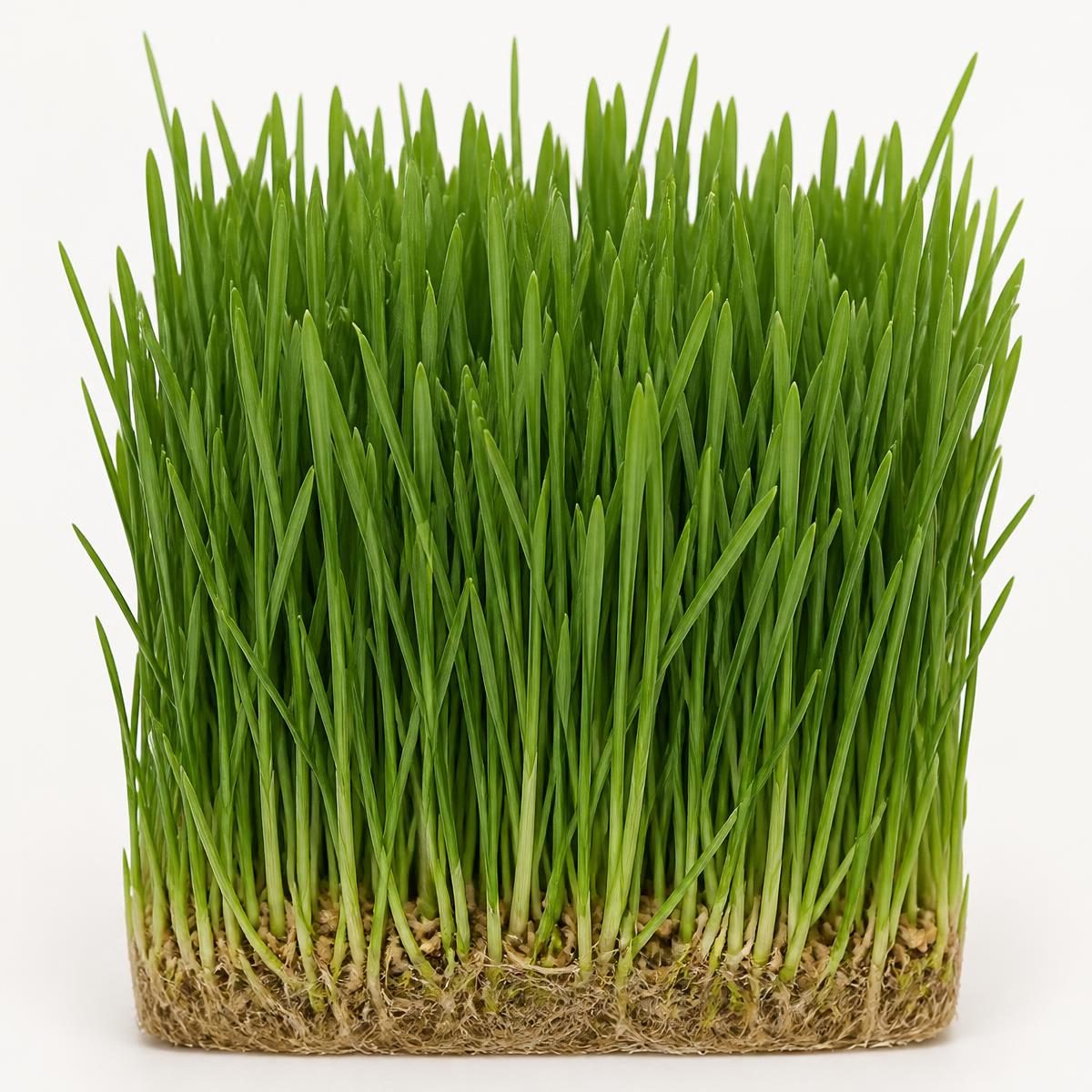 Photograph for the word „трава“ (grass)