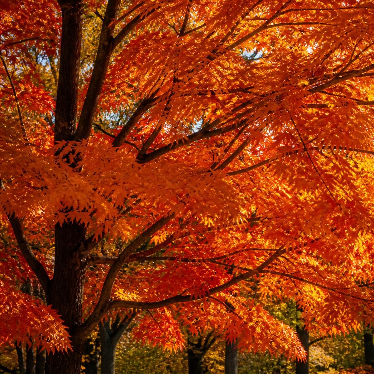 Photograph for the word „јесен“ (autumn, fall)