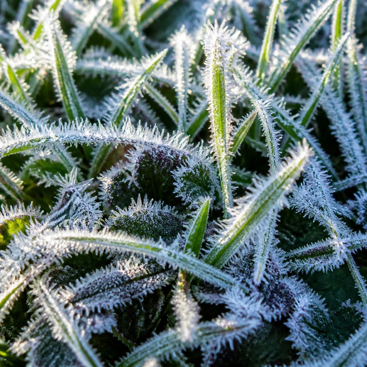 Photograph for the word „мраз“ (frost)