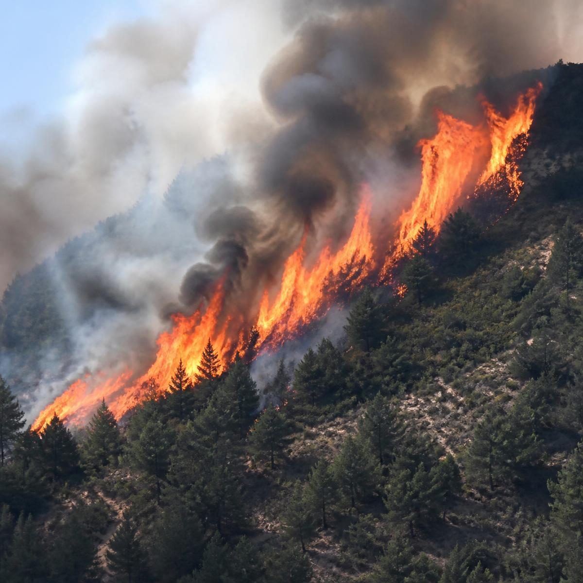 Photograph for the word „пожар“ (fire (blaze, wildfire))